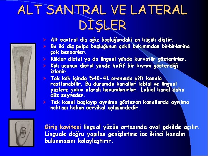 ALT SANTRAL VE LATERAL DİŞLER Ø Ø Ø Alt santral diş ağız boşluğundaki en