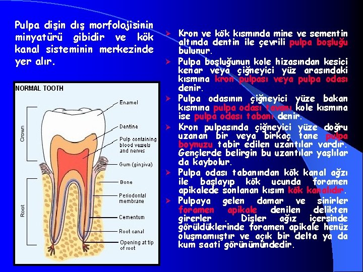 Pulpa dişin dış morfolojisinin minyatürü gibidir ve kök kanal sisteminin merkezinde yer alır. Ø