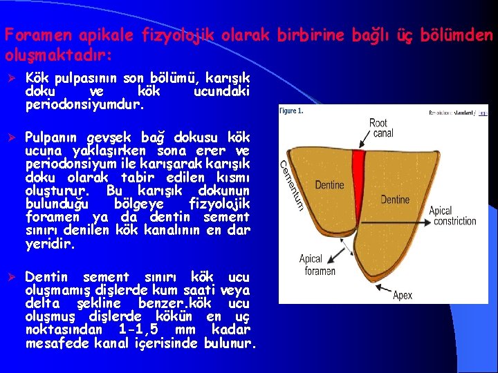 Foramen apikale fizyolojik olarak birbirine bağlı üç bölümden oluşmaktadır: Ø Kök pulpasının son bölümü,