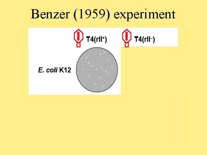 Welcome To Molecular Biology Through Discovery Tuesday 17