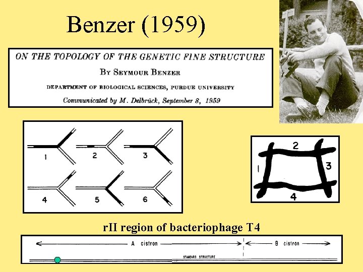 Welcome To Molecular Biology Through Discovery Tuesday 17