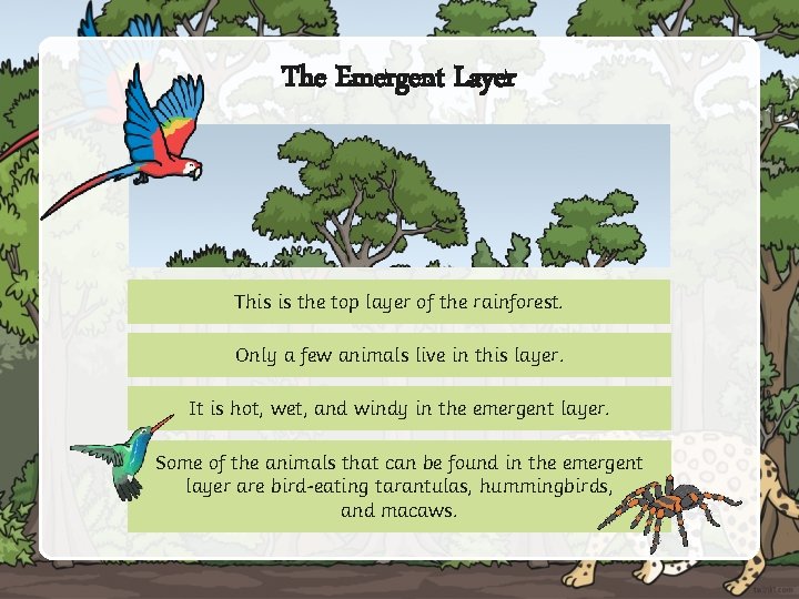 The Emergent Layer This is the top layer of the rainforest. Only a few