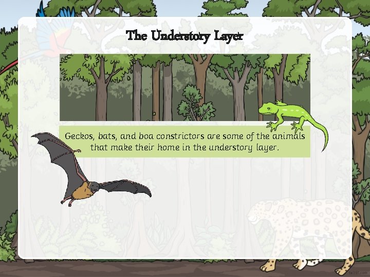The Understory Layer Geckos, bats, and boa constrictors are some of the animals that