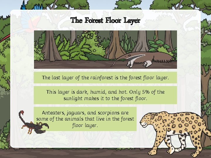 The Forest Floor Layer The last layer of the rainforest is the forest floor