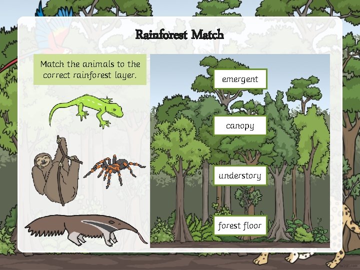 Rainforest Match the animals to the correct rainforest layer. emergent canopy understory forest floor