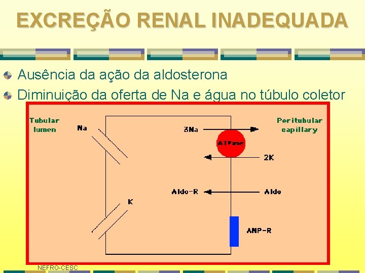 EXCREÇÃO RENAL INADEQUADA Ausência da ação da aldosterona Diminuição da oferta de Na e EXCREÇÃO RENAL INADEQUADA Ausência da ação da aldosterona Diminuição da oferta de Na e