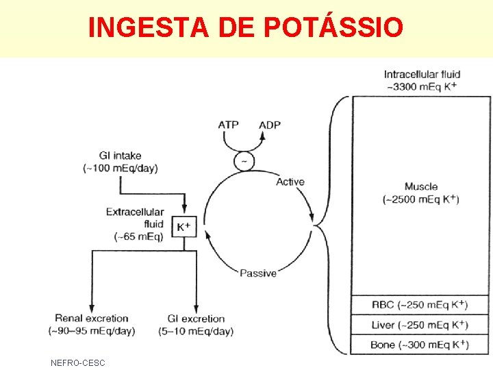 INGESTA DE POTÁSSIO NEFRO-CESC INGESTA DE POTÁSSIO NEFRO-CESC