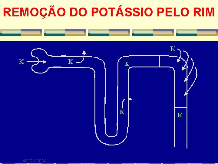REMOÇÃO DO POTÁSSIO PELO RIM NEFRO-CESC REMOÇÃO DO POTÁSSIO PELO RIM NEFRO-CESC