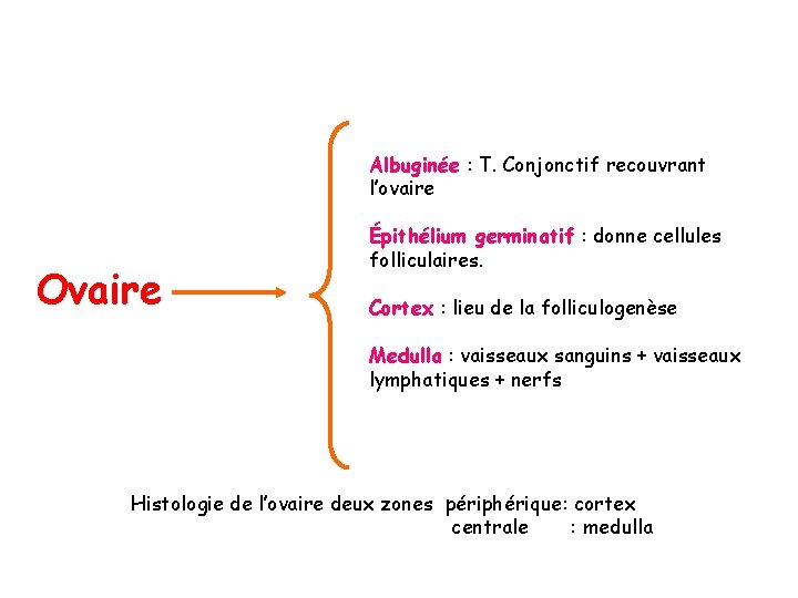 Albuginée : T. Conjonctif recouvrant l’ovaire Ovaire Épithélium germinatif : donne cellules folliculaires. Cortex Albuginée : T. Conjonctif recouvrant l’ovaire Ovaire Épithélium germinatif : donne cellules folliculaires. Cortex