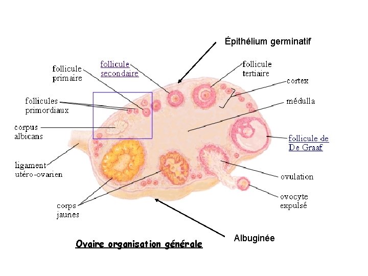 Épithélium germinatif Ovaire organisation générale Albuginée Épithélium germinatif Ovaire organisation générale Albuginée