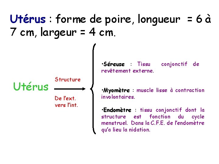 Utérus : forme de poire, longueur = 6 à 7 cm, largeur = 4 Utérus : forme de poire, longueur = 6 à 7 cm, largeur = 4