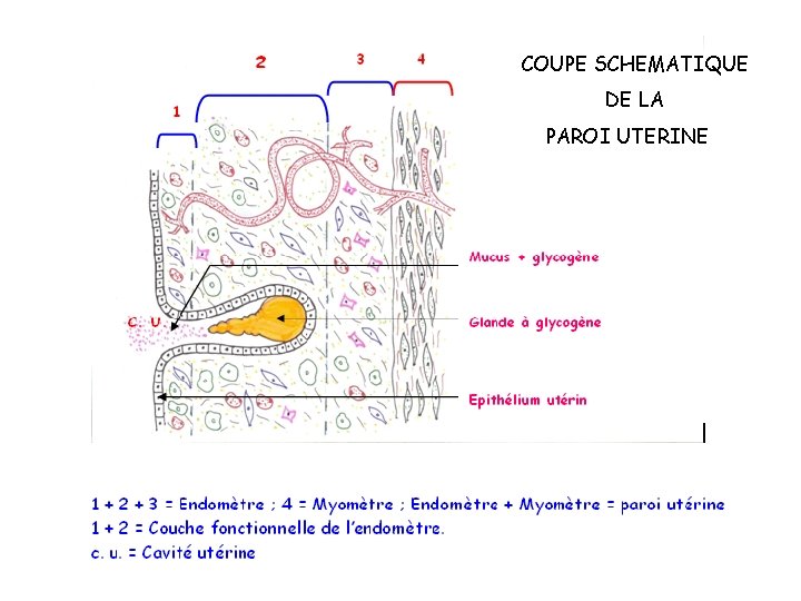 COUPE SCHEMATIQUE DE LA PAROI UTERINE COUPE SCHEMATIQUE DE LA PAROI UTERINE