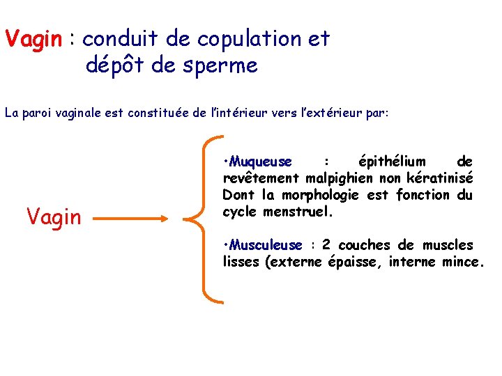 Vagin : conduit de copulation et dépôt de sperme La paroi vaginale est constituée Vagin : conduit de copulation et dépôt de sperme La paroi vaginale est constituée