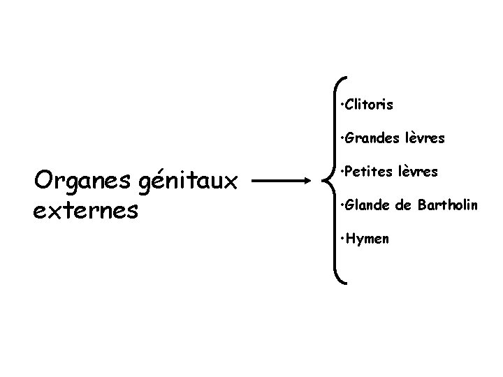 • Clitoris • Grandes lèvres Organes génitaux externes • Petites lèvres • Glande • Clitoris • Grandes lèvres Organes génitaux externes • Petites lèvres • Glande