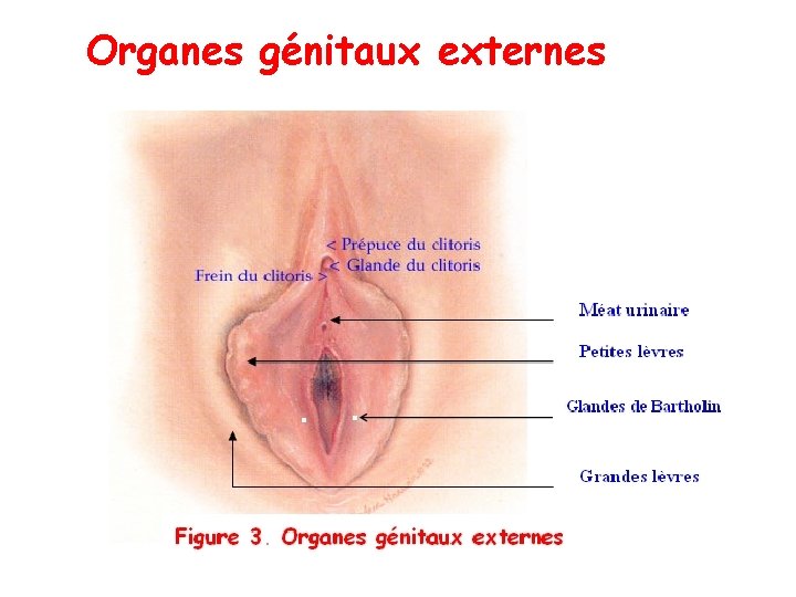 Organes génitaux externes Organes génitaux externes