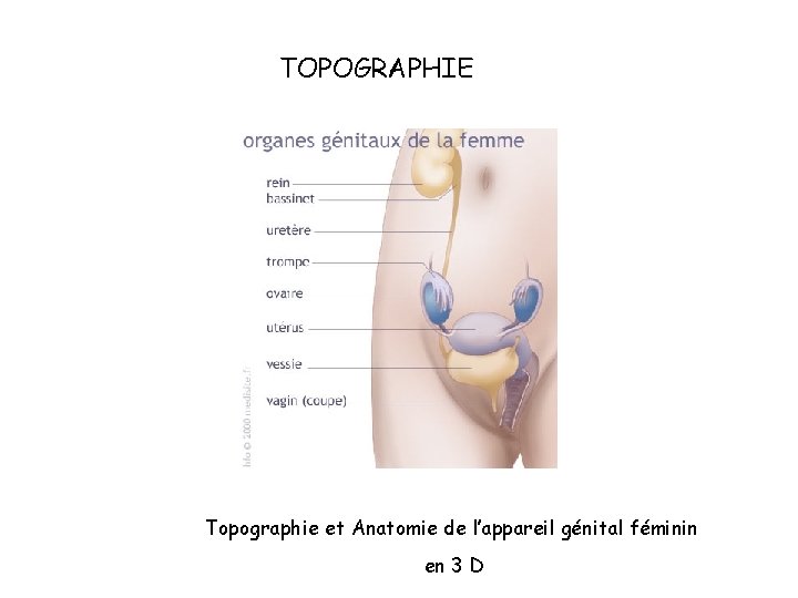 TOPOGRAPHIE Topographie et Anatomie de l’appareil génital féminin en 3 D TOPOGRAPHIE Topographie et Anatomie de l’appareil génital féminin en 3 D