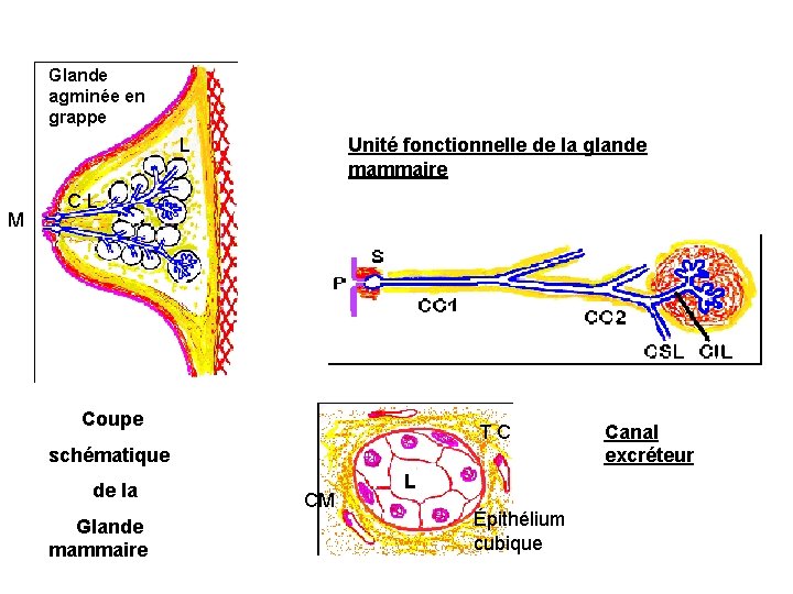 Glande agminée en grappe L M Unité fonctionnelle de la glande mammaire CL Coupe Glande agminée en grappe L M Unité fonctionnelle de la glande mammaire CL Coupe