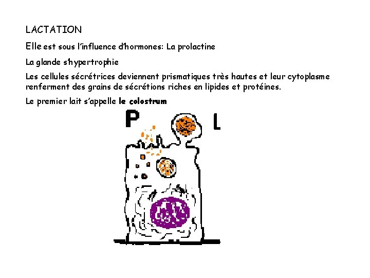 LACTATION Elle est sous l’influence d’hormones: La prolactine La glande s’hypertrophie Les cellules sécrétrices LACTATION Elle est sous l’influence d’hormones: La prolactine La glande s’hypertrophie Les cellules sécrétrices