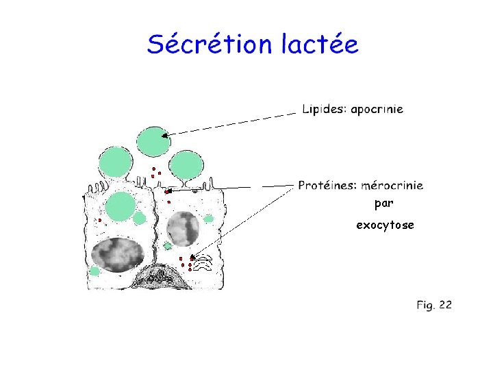par exocytose par exocytose