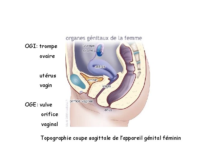 OGI: trompe ovaire utérus vagin OGE: vulve orifice vaginal Topographie coupe sagittale de l’appareil OGI: trompe ovaire utérus vagin OGE: vulve orifice vaginal Topographie coupe sagittale de l’appareil