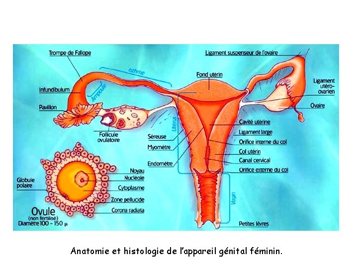 Anatomie et histologie de l’appareil génital féminin. Anatomie et histologie de l’appareil génital féminin.