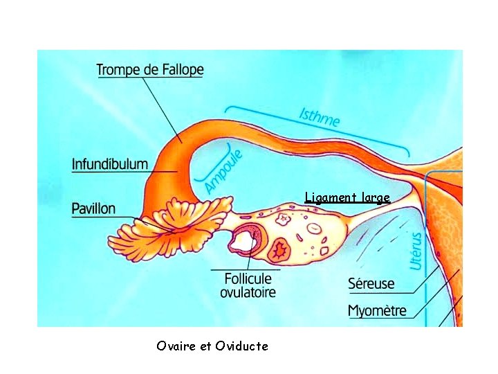 Schéma Ovaire Supère _ Schéma D’Un Ovaire UMMLR — free download