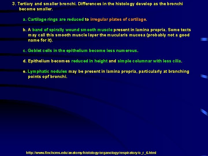 3. Tertiary and smaller bronchi. Differences in the histology develop as the bronchi become