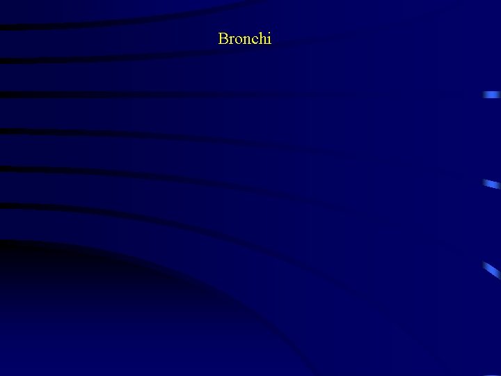 Bronchi 