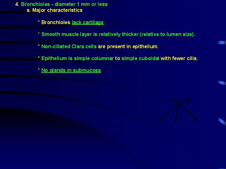 4. Bronchioles - diameter 1 mm or less a. Major characteristics * Bronchioles lack