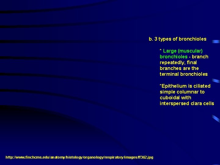 b. 3 types of bronchioles * Large (muscular) bronchioles - branch repeatedly, final branches