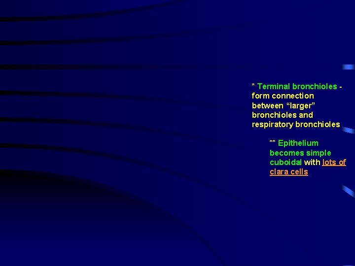 * Terminal bronchioles form connection between “larger” bronchioles and respiratory bronchioles ** Epithelium becomes