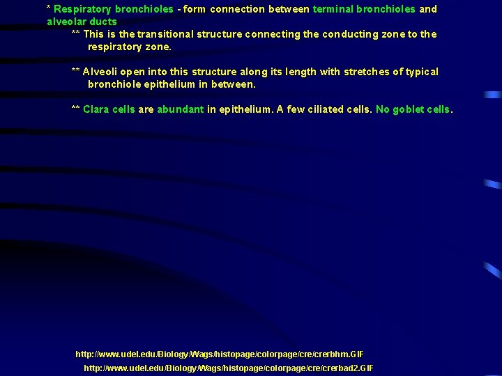 * Respiratory bronchioles - form connection between terminal bronchioles and alveolar ducts ** This