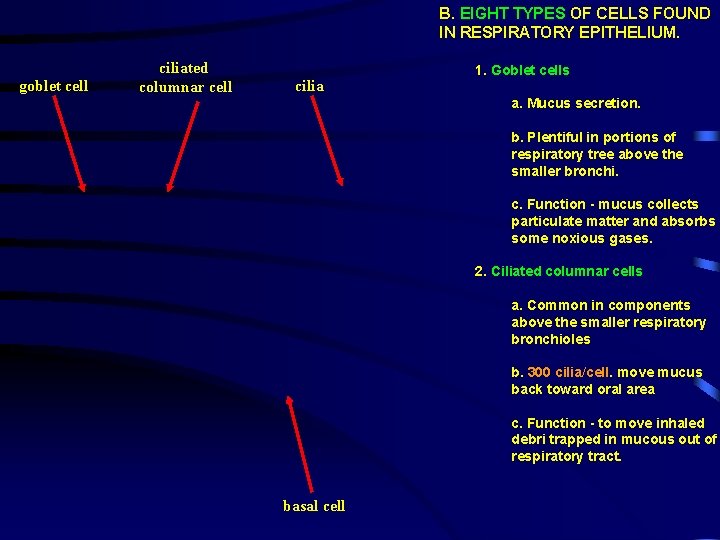 B. EIGHT TYPES OF CELLS FOUND IN RESPIRATORY EPITHELIUM. goblet cell ciliated columnar cell