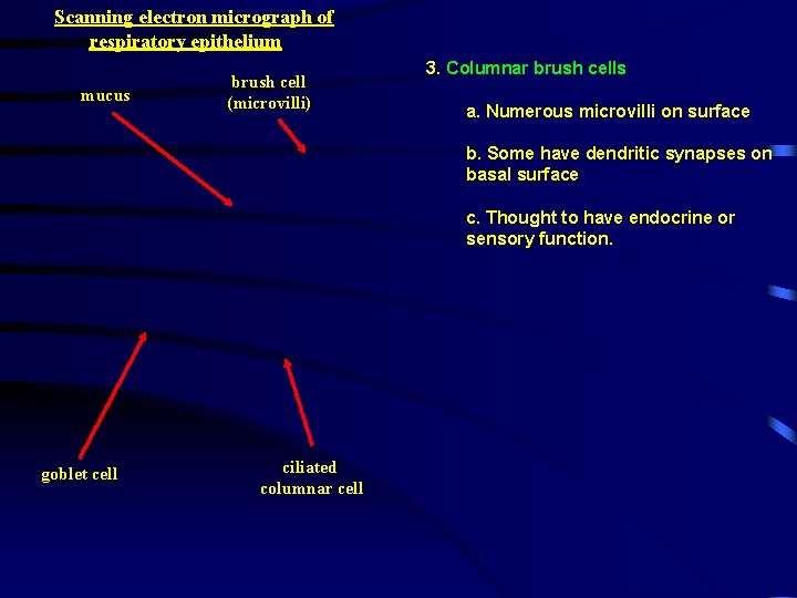 Scanning electron micrograph of respiratory epithelium mucus brush cell (microvilli) 3. Columnar brush cells