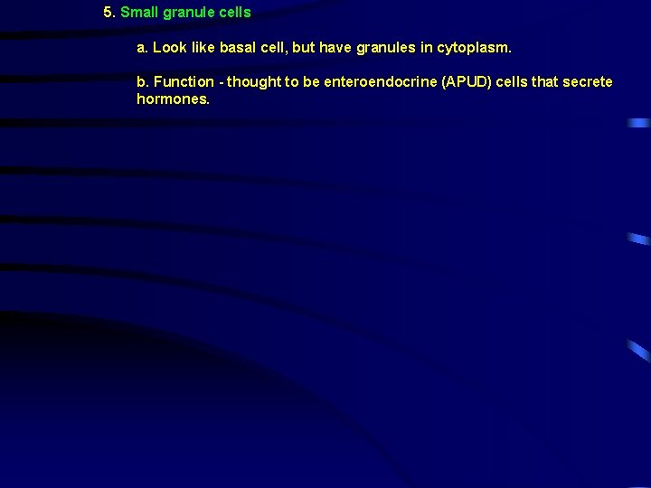 5. Small granule cells a. Look like basal cell, but have granules in cytoplasm.