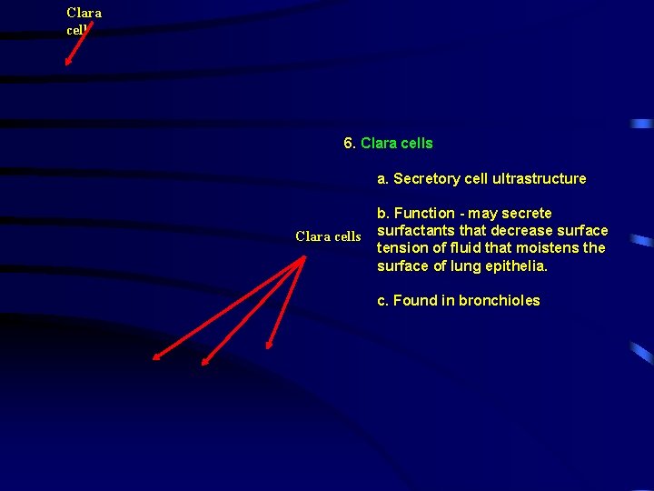Clara cell 6. Clara cells a. Secretory cell ultrastructure Clara cells b. Function -