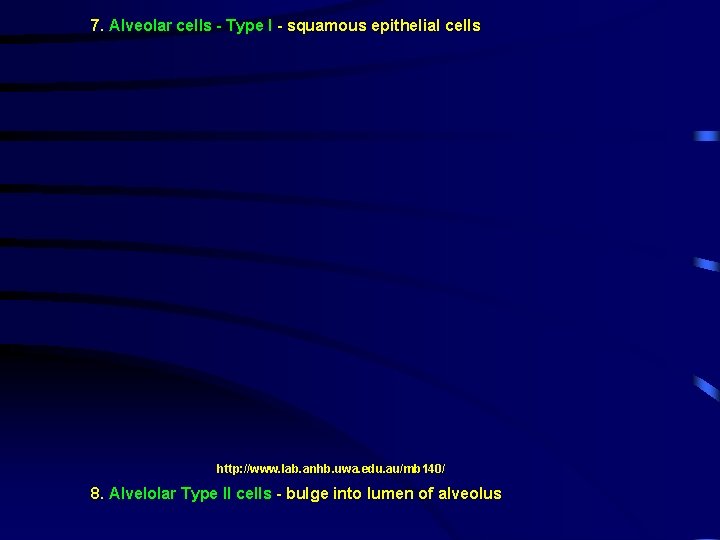 7. Alveolar cells - Type I - squamous epithelial cells http: //www. lab. anhb.