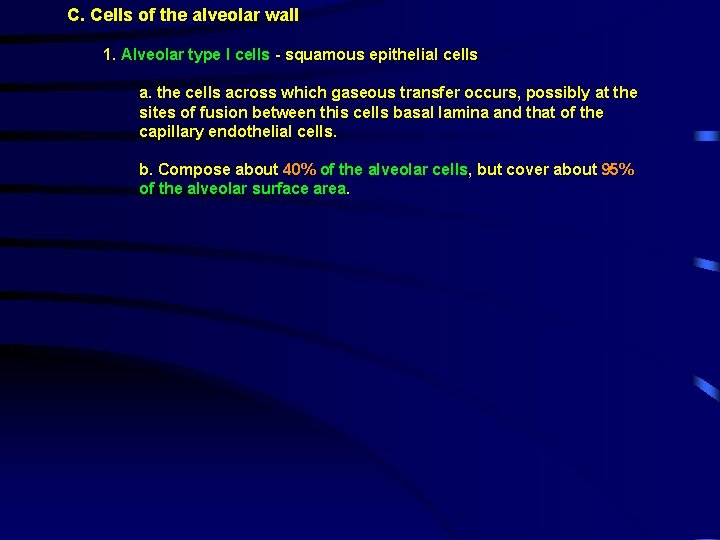 C. Cells of the alveolar wall 1. Alveolar type I cells - squamous epithelial