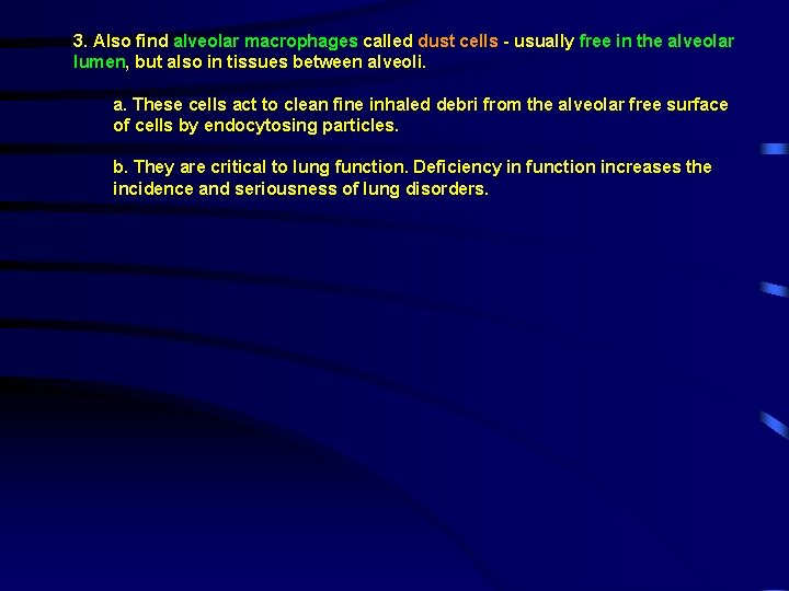 3. Also find alveolar macrophages called dust cells - usually free in the alveolar