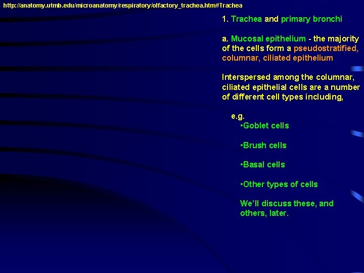 http: //anatomy. utmb. edu/microanatomy/respiratory/olfactory_trachea. htm#Trachea 1. Trachea and primary bronchi a. Mucosal epithelium -