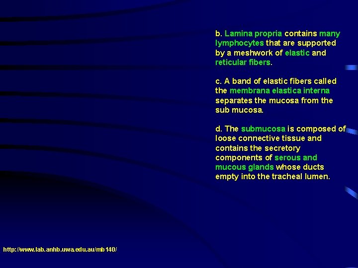 b. Lamina propria contains many lymphocytes that are supported by a meshwork of elastic