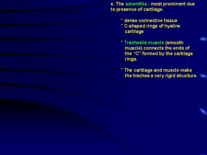 trachea e. The adventitia - most prominent due to presence of cartilage. * dense