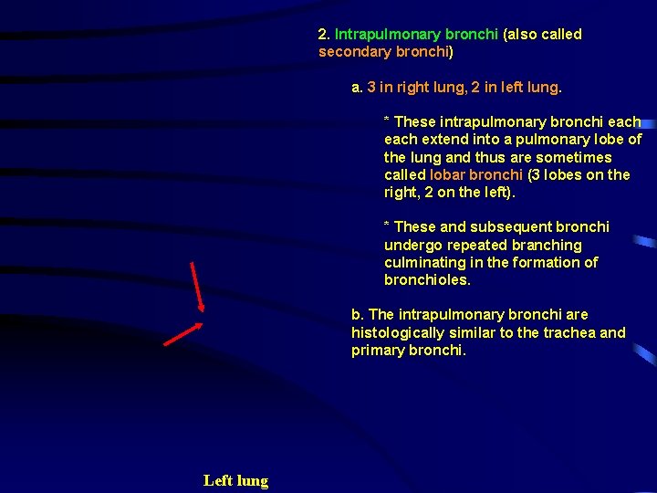 2. Intrapulmonary bronchi (also called secondary bronchi) a. 3 in right lung, 2 in