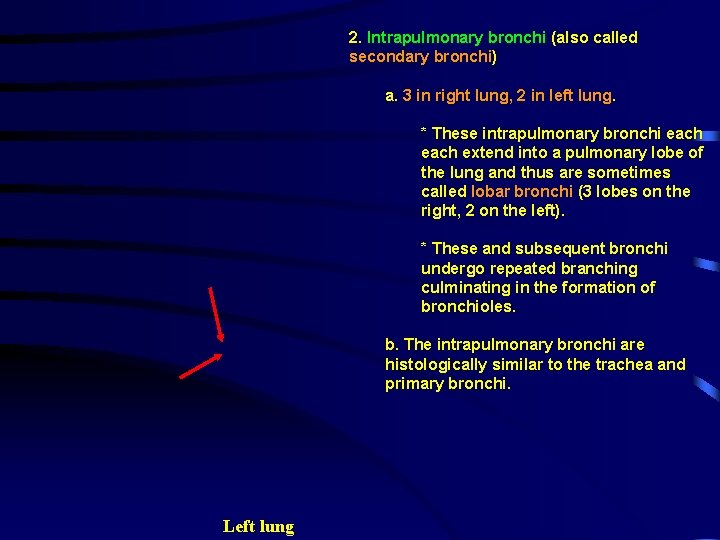 2. Intrapulmonary bronchi (also called secondary bronchi) a. 3 in right lung, 2 in