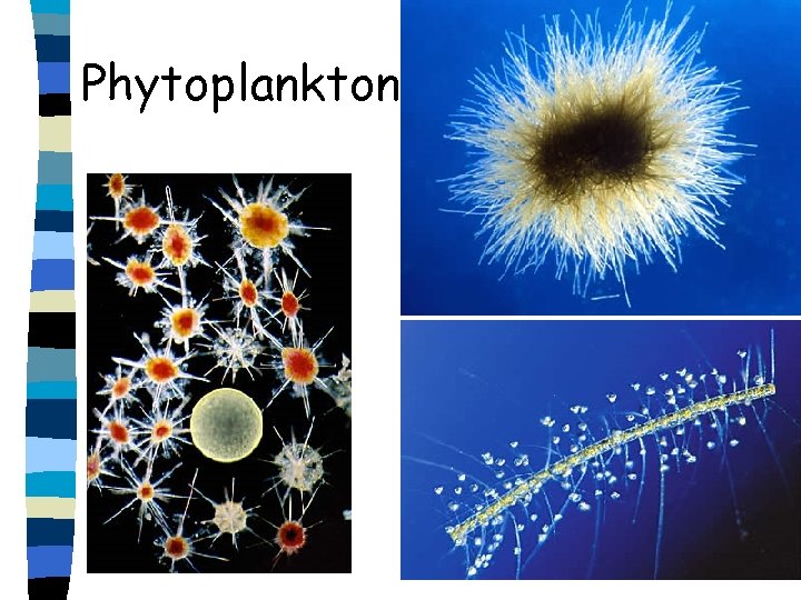 Phytoplankton Phytoplankton