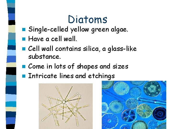 Diatoms n n n Single-celled yellow green algae. Have a cell wall. Cell wall Diatoms n n n Single-celled yellow green algae. Have a cell wall. Cell wall