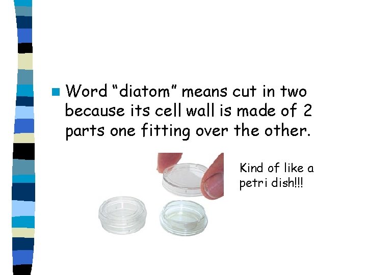 n Word “diatom” means cut in two because its cell wall is made of