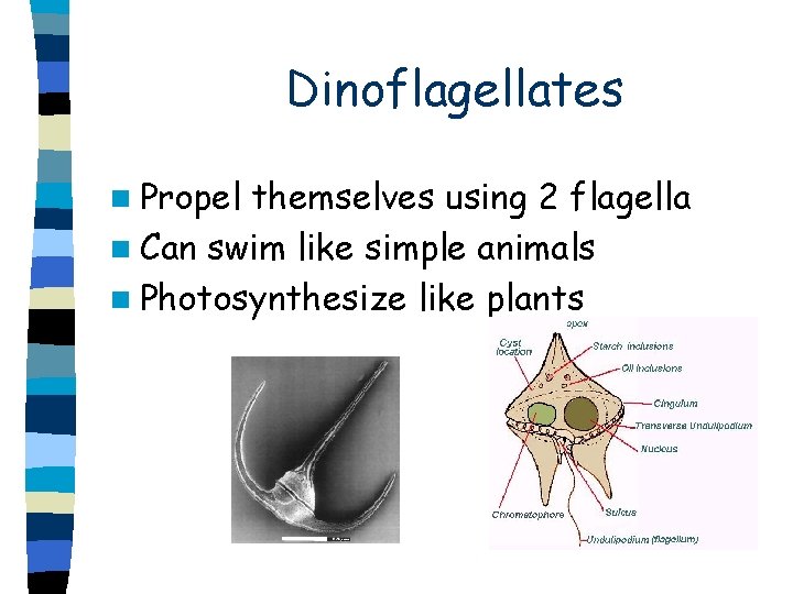 n Propel Dinoflagellates themselves using 2 flagella n Can swim like simple animals n Propel Dinoflagellates themselves using 2 flagella n Can swim like simple animals