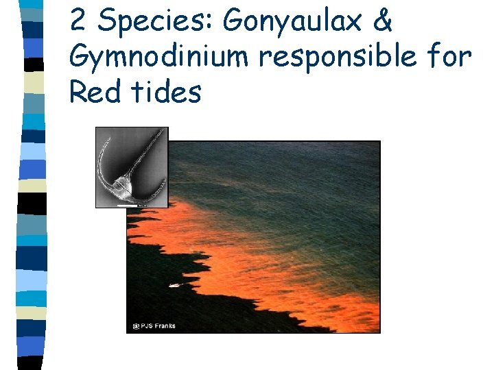 2 Species: Gonyaulax & Gymnodinium responsible for Red tides 