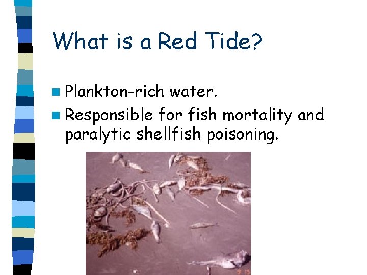 What is a Red Tide? n Plankton-rich water. n Responsible for fish mortality and